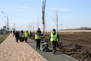 В Ставрополе высадили более десяти тысяч деревьев