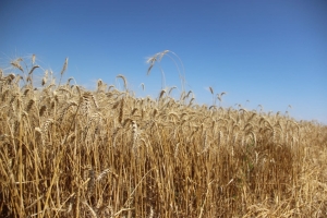 Эксперт Президентской академии о росте спроса на ставропольское зерно