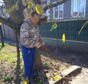 Житель Ставрополя ответит за самовольный спил орешника