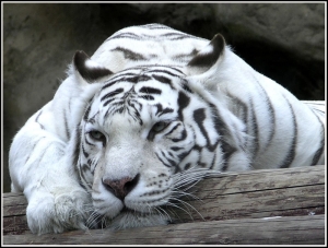В Ставрополе продолжают гастролировать белые тигры