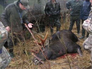На Ставрополье задержали браконьеров, убивших годовалую кабаниху