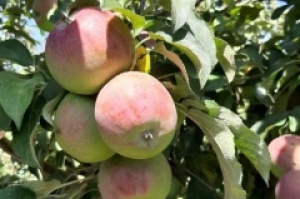 Садоводческие предприятия края переходят к уборке яблок осенних сортов
