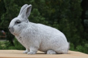 Житель Ставрополья украл «серебряных» кроликов и съел их