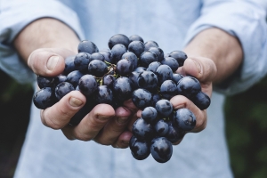 Ученые: виноград защитит от сердечно-сосудистых заболеваний и рака