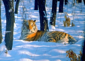 Николай Дроздов подарил Владимиру Путину плюшевого тигра