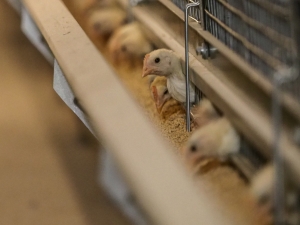 Новая птицефабрика на Ставрополье будет выпускать до 200 млн штук яиц в год