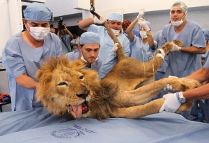 Кубанские ветеринары сражались за здоровье львёнка