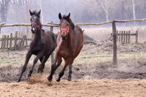 На Ставрополье под суд пойдет конокрад, польстившийся на «бесхозных» лошадей
