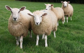 На Ставрополье под суд пойдет похититель овец