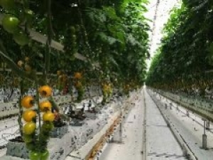 С начала года в теплицах Ставрополья произвели более 24 тысяч тонн овощей