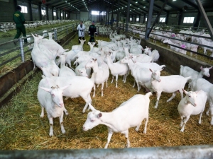 Уникальная козья ферма на Ставрополье показала высокую экономическую эффективность