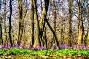 В Ставрополь пришла настоящая весна