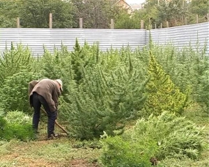 Житель Невинномысска культивировал наркосодержащие растения у себя на даче