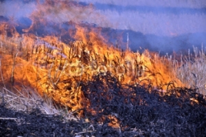 На Ставрополье сельхозпредприятие рублем ответит за уничтоженную огнем стерню