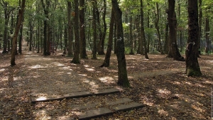 В Ставрополе создали лесную ООПТ