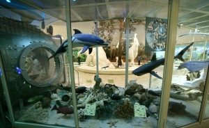 Уникальную океаническую экспозицию представит Дарвиновский музей