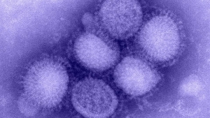 Смертельно опасный вирус гриппа появится через два года