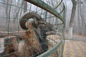 Обитателей ставропольского зоопарка перевели на зимний режим