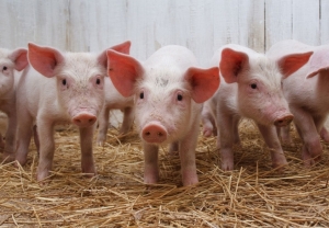 На Ставрополье начали профилактику африканской чумы свиней
