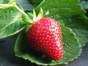 Ставрополье собрало лучший за 10 лет урожай плодово-ягодной продукции