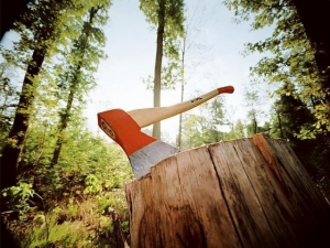 В Пятигорске остановили незаконную вырубку ценных деревьев