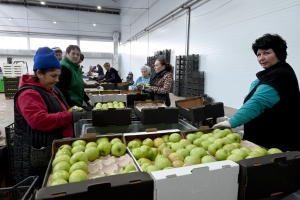 На Ставрополье намерены расширить мощности хранения фруктов