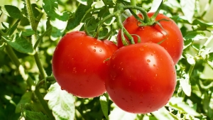 Почти полтонны томатов было ликвидировано на Ставрополье