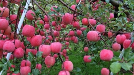 Сады Ставрополья порадовали яблоками