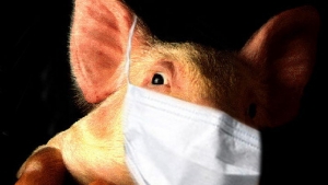 На Ставрополье и в Дагестан свиной грипп занесли с Украины