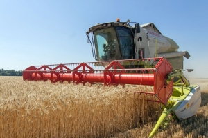 Аграрии на Ставрополье обмолотили 80% площадей