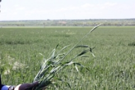 Аграрии Ставрополья получили уже порядка 60% годового лимита мер господдержки