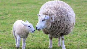 На Ставрополье свыше ста овец пропало с территории сельхозпредприятия
