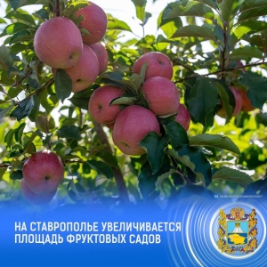 В Новоалександровском округе заложили новый суперинтенсивный фруктовый сад на 65 га