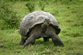 Новый вид гигантских черепах обнаружен на Галапагосских островах