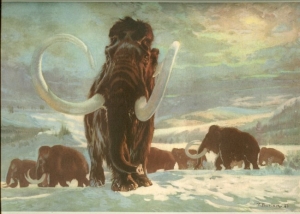 В Башкирии было найдено масштабное захоронение мамонтов