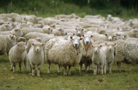 Отара овец исчезла с подворья на Ставрополье
