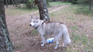 Житель Георгиевска «нашел» собаку и потребовал вознаграждение в Волгограде