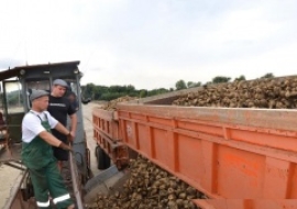 Ставрополье показывает рекордный урожай сахарной свеклы