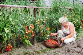 Жителям Ставрополья предложили «продвинуть» местных производителей