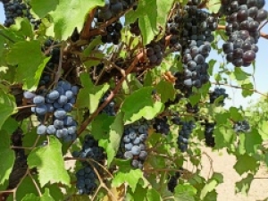 Ставропольские аграрии уже собрали более 1600 тонн винограда