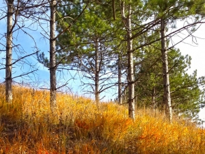 Пятигорск недосчитался более 500 гектаров городских лесов