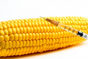 Итальянские ученые назвали ГМ-кукурузу полезной для здоровья