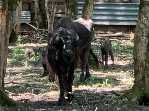 В ставропольском зоопарке впервые родился буйволенок