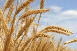 Ставрополье продолжит обеспечивать Турцию зерном