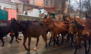 В Кисловодске нашелся хозяин «гуляющего» табуна лошадей