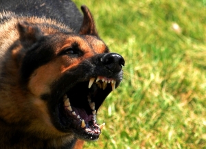 На Ставрополье собаки чаще стали нападать на детей