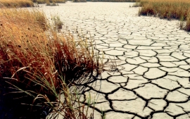 Засуха угрожает урожаю