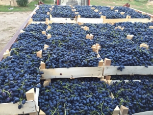 Ольга Тимофеева: «Ставропольские производители примут участие в разработке закона о виноградарстве»