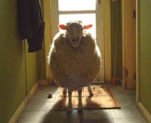 По результатам окотной кампании на Ставрополье прибавится овец