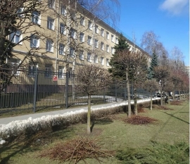 Работники «Горзеленстроя» в Ставрополе начали стрижку деревьев
